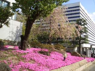 洛星高(馬代通り)